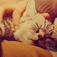 sleepy cat GIF