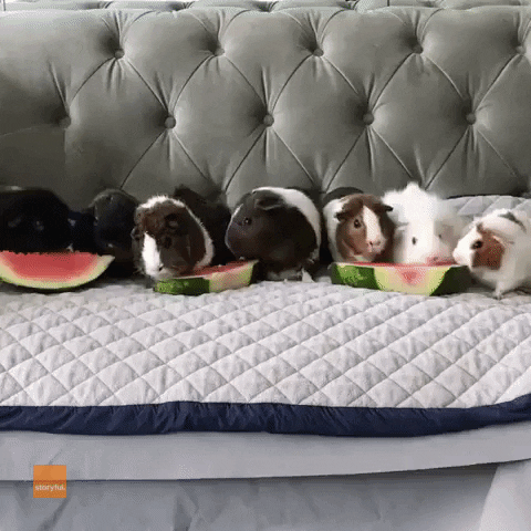Guinea Pigs Watermelon GIF by Storyful
