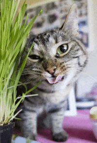 Best grass GIFs - Primo GIF - Latest Animated GIFs