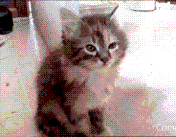 cute kitten GIF