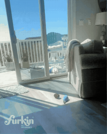 furkinpetinsurance GIF