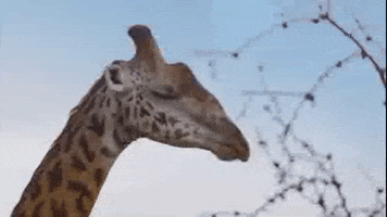 Africa Wildlife GIF by PBS