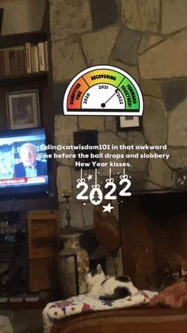 New Year Cat GIF