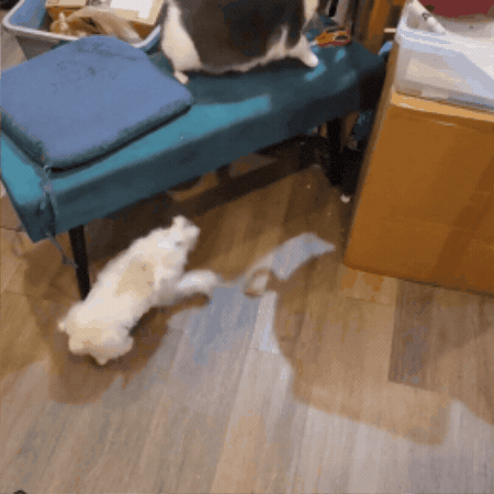 West Highland Terrier Ninja GIF