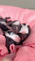 Cincinnati Zoo Shows Off Litter of Baby Skunks