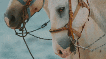 Horseback Riding Beach GIF by Switzerfilm
