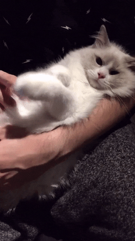 Cat Love GIF by Pamily