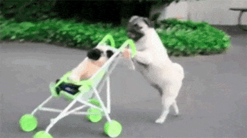 Dog Pushing GIF by The BarkPost