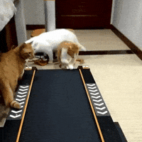 cats treadmill GIF