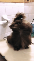 Glammed Up: Pampered Shih Tzu Chills Out During Blow Dry Session
