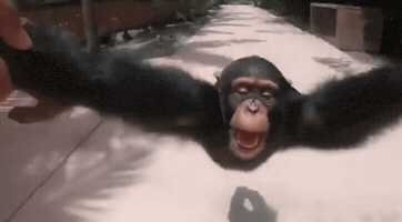 Monkey Spinning GIF