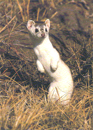 weasel