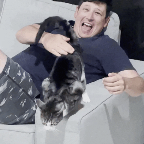 Cat GIF