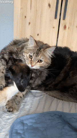 Video gif. Cat flopped atop the head of an unaware sleeping dog, who suddenly wakes up and raises their head to look at us, unwittingly causing the cat to lose their balance, fall off their head and roll off the bed.