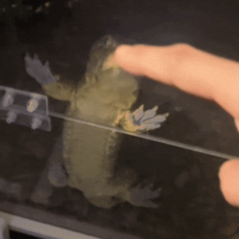 도마뱀 GIF