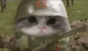 El Gato Cute Cats GIF