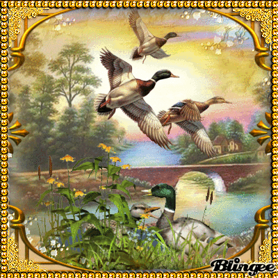 ducks