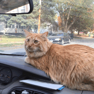 GIF of an orange tabby cat riding on a car dashboard