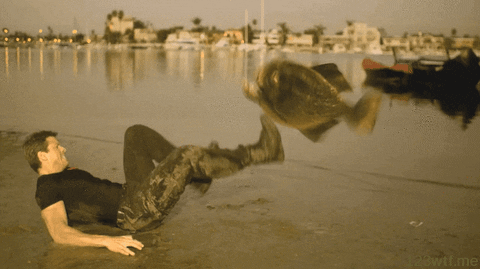 Image result for piranha gif