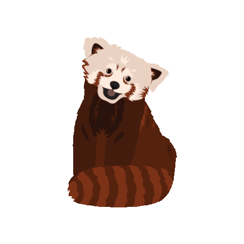 Red Panda Sticker By The Toledo Zoo For Ios Android Giphy