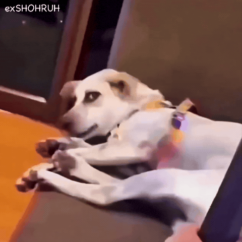 Funny Dog GIF