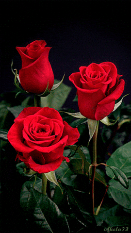National Red Rose Day GIF