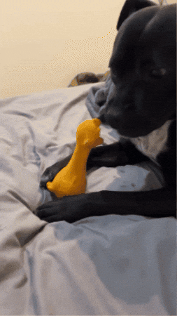 Dog GIF