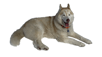 Sticker by Appartements_Andy