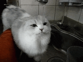 cat water drinking morning sink