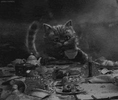 Black And White Cat GIF