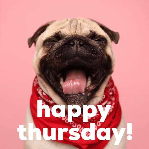 Video gif. A tan and black pug wears a red bandana. Its pink tongue sticks out, as it yawns wide. Text, "Happy Thursday!"