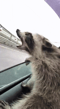 GIF by Giphy QA GIF by Giphy QA
