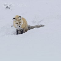 Pounce Pbs Nature GIF by Nature on PBS