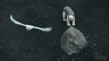 Flying Polar Bear GIF by His Dark Materials