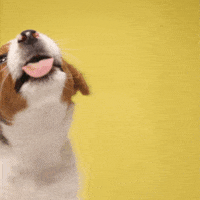 Tuesday Morning Reaction GIF by Diamond Pet Foods