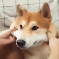 shiba inu dog GIF