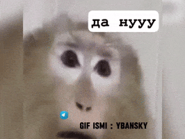 Monkeys Uzbek GIF