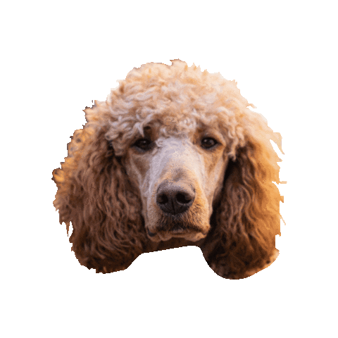 Goodness Gracious Treats Sticker