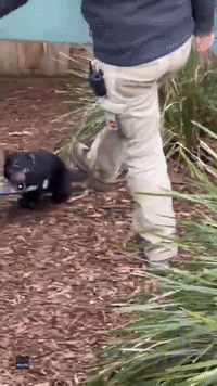 Cheeky Tasmanian Devil Refuses To Let Go Of Prize