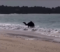 Kingkaps7 GIF