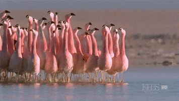 animals being jerks flamingos GIF
