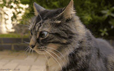 Funny-cat GIFs - Get the best GIF on GIPHY