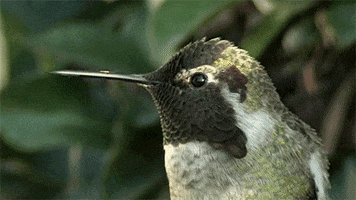 birds GIF by Digg