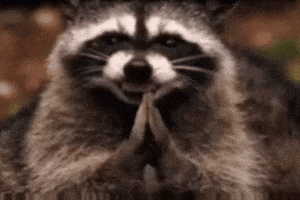 Racoon Plotting GIF