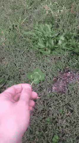 dog eating lucky 4 leafed clover
