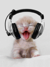 Gif s koťátkem se sluchátky, poslouchajícím hudbu a pohupujícím se do rytmu.