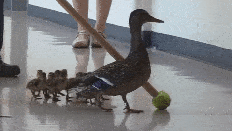 ducks