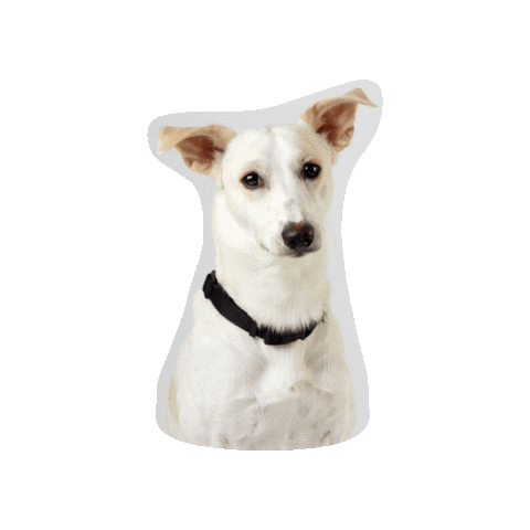 Dog Sticker