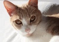 CRAZY CAT EYES!  Cats, Best cat gifs, Silly cats
