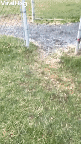 Overexcited Goldens Chasing Geese GIF by ViralHog